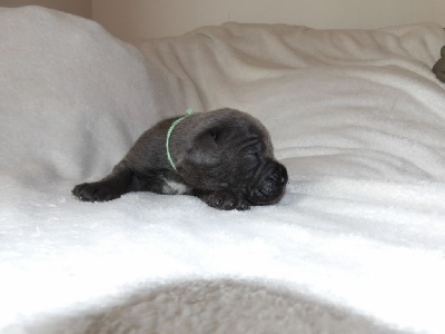 Les chiots de Cane Corso