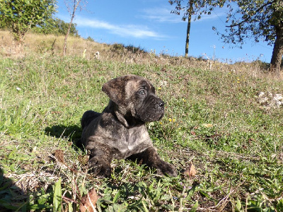 Les chiots de Cane Corso