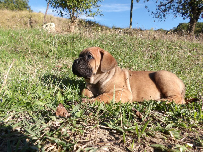 Les chiots de Cane Corso