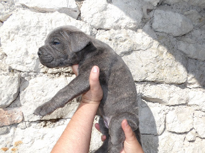 Les chiots de Cane Corso