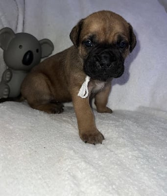 femelle fauve - collier blanc - Cane Corso