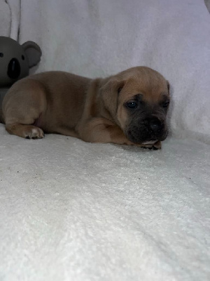 Les chiots de Cane Corso