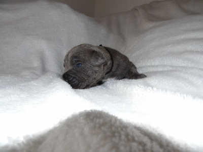 Les chiots de Cane Corso