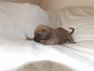 Les chiots de Cane Corso