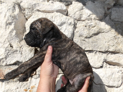 Les chiots de Cane Corso