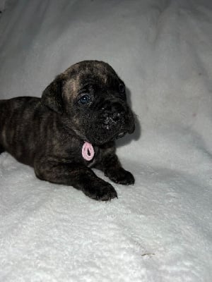 Femelle bringé - Collier rose - Cane Corso