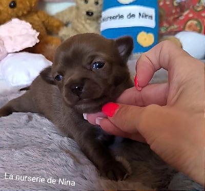 Les chiots de Chihuahua