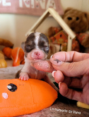 Les chiots de Chihuahua