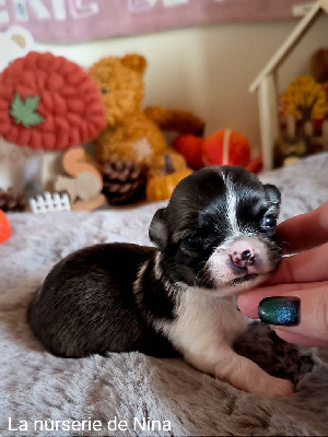 Les chiots de Chihuahua