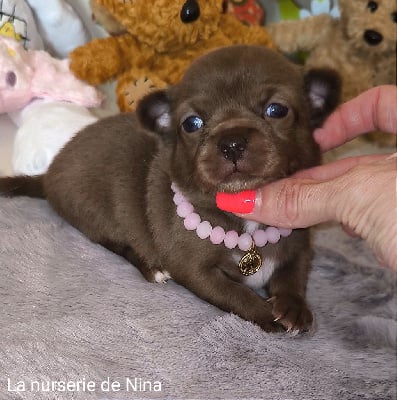 Les chiots de Chihuahua