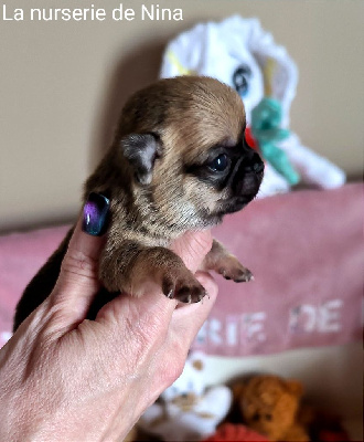 Les chiots de Chihuahua