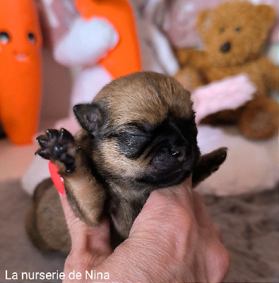 Les chiots de Chihuahua