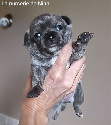 Femelle bleue bringée rare ( Observation Élevage) - Chihuahua