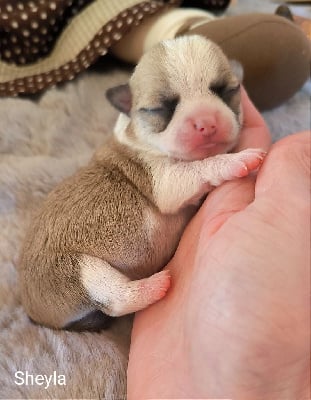 Les chiots de Chihuahua