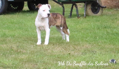 Les chiots de American Staffordshire Terrier