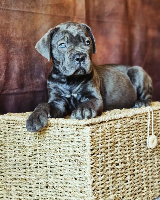 Collier rouge - Cane Corso