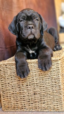 Les chiots de Cane Corso