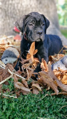 Les chiots de Cane Corso