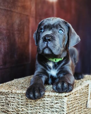 Collier vert claire - Cane Corso