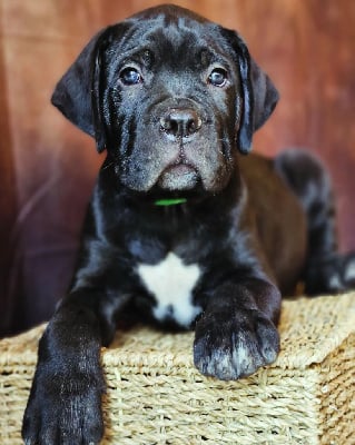 Les chiots de Cane Corso