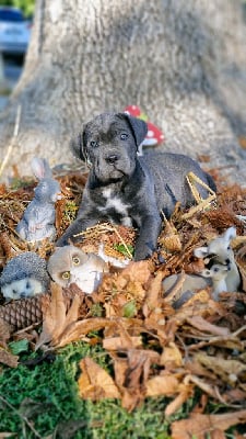 Les chiots de Cane Corso