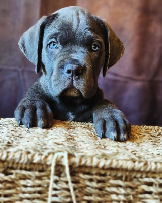 Sans collier - Cane Corso