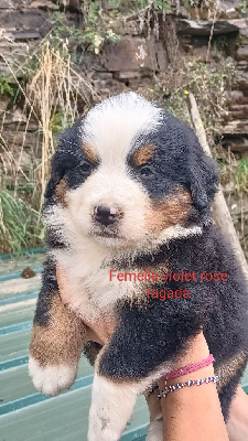 Les chiots de Bouvier Bernois