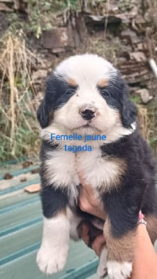 Les chiots de Bouvier Bernois