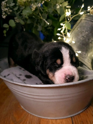 Les chiots de Grand bouvier suisse