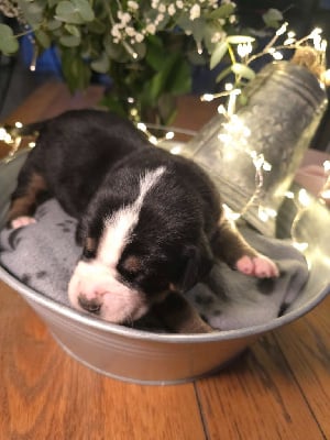 Les chiots de Grand bouvier suisse