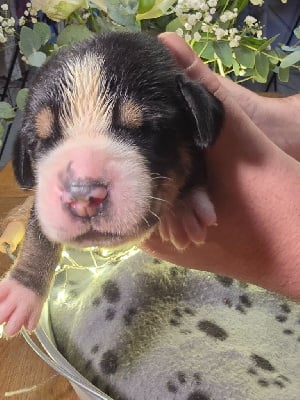 Les chiots de Grand bouvier suisse