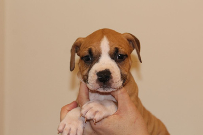 Les chiots de American Staffordshire Terrier