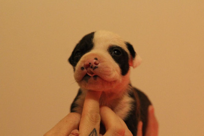 Les chiots de American Staffordshire Terrier