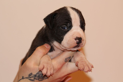 Les chiots de American Staffordshire Terrier