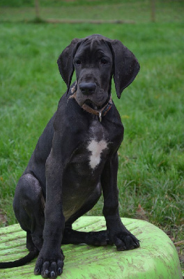 Les chiots de Dogue allemand