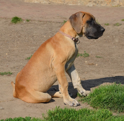 Les chiots de Dogue allemand