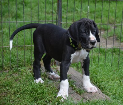 Les chiots de Dogue allemand