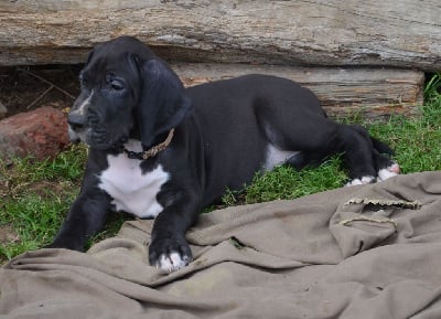 Les chiots de Dogue allemand