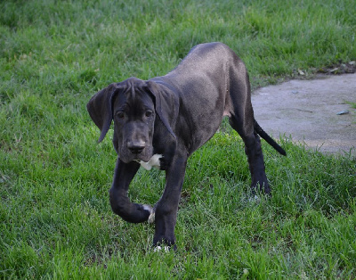 Les chiots de Dogue allemand