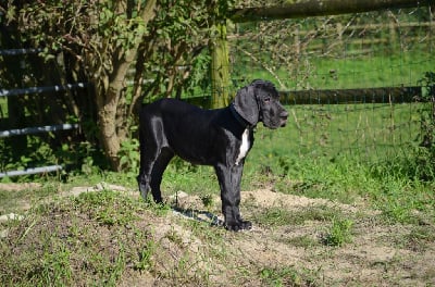 Les chiots de Dogue allemand