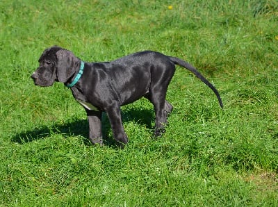 Les chiots de Dogue allemand