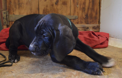 Les chiots de Dogue allemand