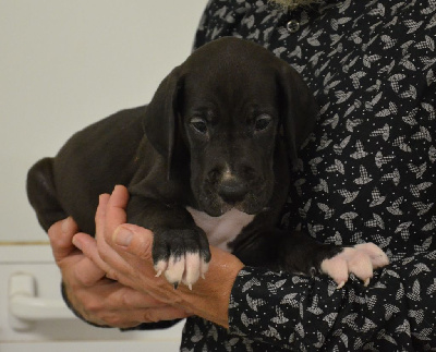 Les chiots de Dogue allemand