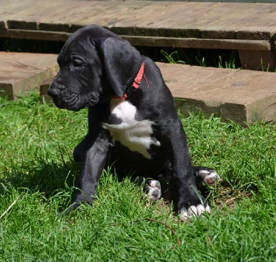 Les chiots de Dogue allemand