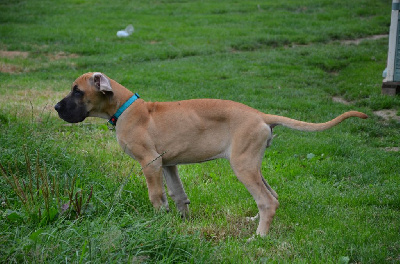 Les chiots de Dogue allemand