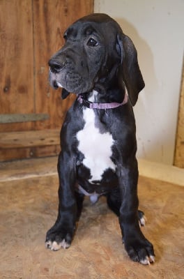 Les chiots de Dogue allemand