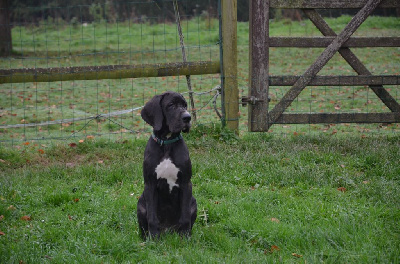 Les chiots de Dogue allemand