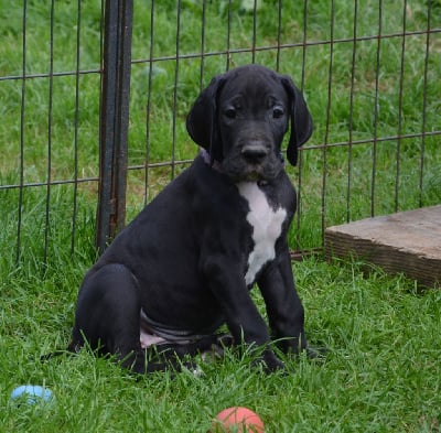 Les chiots de Dogue allemand