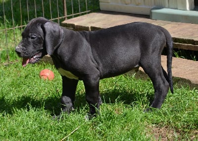 Les chiots de Dogue allemand