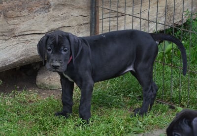 Les chiots de Dogue allemand